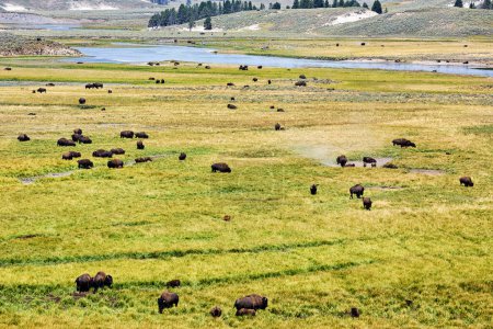 Téléchargez les photos : Bisons sauvages gratuits au parc national Yellowstone. Wyoming. États-Unis. Août 2020 - Date : 12 - 08 - 2023 - en image libre de droit