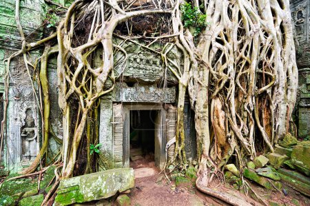 Photo for Roots of a spung running along the jungle temples of Ta Prohm. Siem Reap. Cambodia - Date: 12 - 08 - 2023 - Royalty Free Image