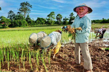 Foto de Trabajadores en un arroz archivado en el campo de Siem Reap. Camboya - Fecha: 13 - 08 - 2023 - Imagen libre de derechos