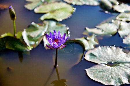Photo for Water lily (Nymphea) at the Royal palace of Phnom Penh. Cambodia - Date: 01 - 01 - 2023 - Royalty Free Image