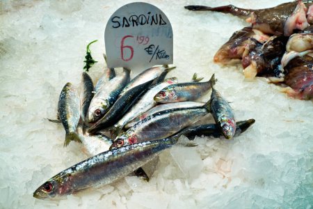 Photo for Barcelona. Catalonia. Spain. The Mercat de Sant Josep de la Boqueria. Fresh sardines at fishmonger stall - Date: 02 - 01 - 2023 - Royalty Free Image