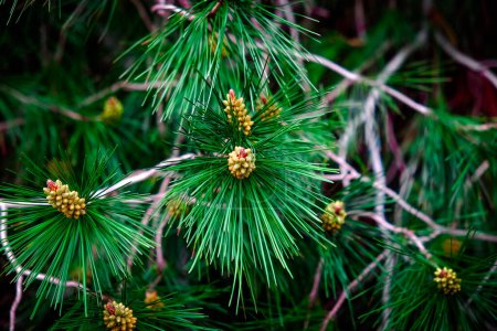 pine needles close up-stock-photo