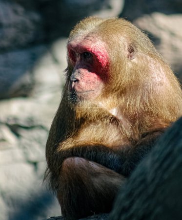 Photo for Hoto from the side of a Japanese macaque also known as the snow monkey or red face macaque. - Royalty Free Image