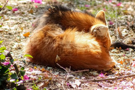 Téléchargez les photos : Photo d'un mignon loup à crinière rouge (Chrysocyon brachyurus), endormi au milieu de la forêt. - en image libre de droit