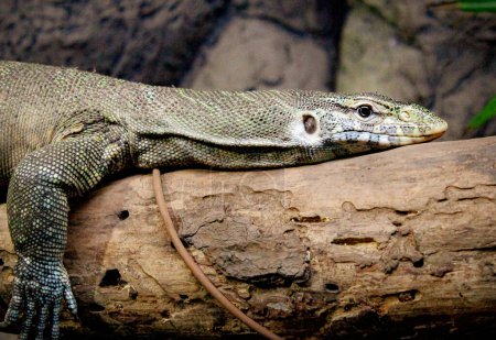 Photo of a green, lizard, Nile monitor (Varanus niloticus), relax lying in a log.