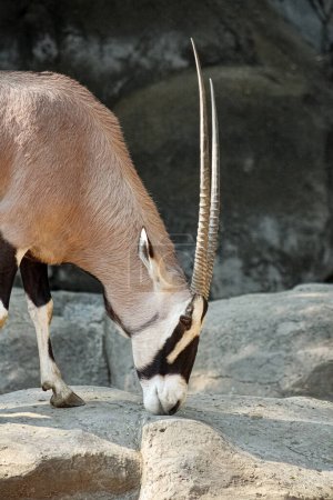 Foto von der Seite des Gemsbocks (Oryx gazella), oder südafrikanischer Oryx, beim Fressen 