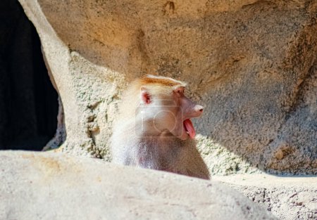 Photo form the side of a baboon yawning, showing the tongue background rocks