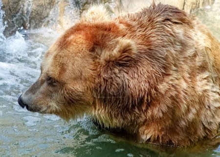 Photo of a brown bear (Ursus arctos) taking a bath in a lake near to rocks