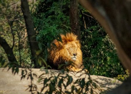 Photo of a sleepy lion on top of a rock, surrounded by green vegetation, in a sunny day.
