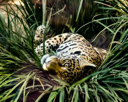 Photo of an adult jaguar playing with the brushwood 