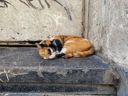 Photo of a stray calico cat, with a tri-color coat, lying in a step of a porch
