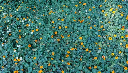 Fondo - Textura cubierta de naranjas Thunbergia alata, comúnmente llamada vid Susan de ojos negros y sus hojas verdes