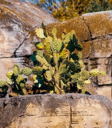 Foto of a prickly pear cactus, nopal, growing in rocks.