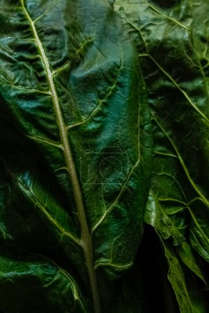 Close up where shows all the texture of a green leaves of chard or spinach