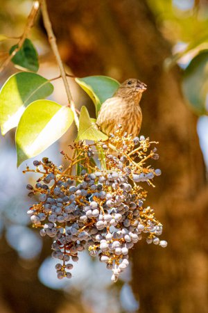 Photo of a House finch (Haemorhous mexicanus) eating some berrys from a tree