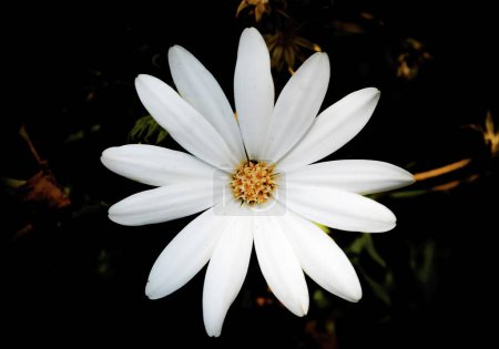 Photo for Photo of white Magnolia, Magnolia stellata, blossom for the spring, in a black background. - Royalty Free Image