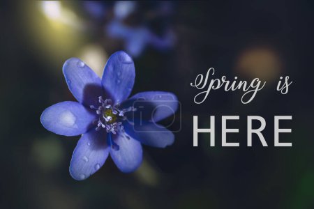Anemone hepatica floraison au début du printemps avec texte. Photo de haute qualité