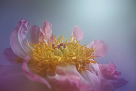 Téléchargez les photos : Des pétales roses avec du pollen jaune entourent les cinq pistils. Photo de haute qualité - en image libre de droit