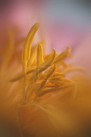 Téléchargez les photos : Paeonia lactiflora corail coucher de soleil rose pivoine fleur avec pollen jaune Photo de haute qualité - en image libre de droit