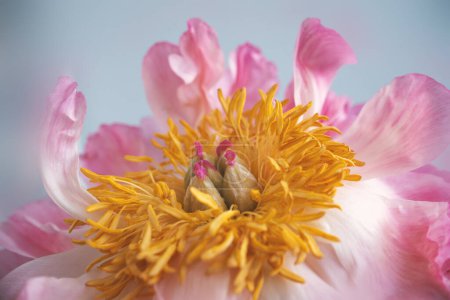 Foto de Pétalos rosados con polen amarillo rodean los cinco pistilos. Foto de alta calidad - Imagen libre de derechos