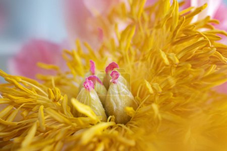 Foto de Pétalos rosados con polen amarillo rodean los cuatro pistilos. Foto de alta calidad - Imagen libre de derechos