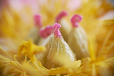 Foto de El polen amarillo rodea a los cinco pistilos. Foto de alta calidad - Imagen libre de derechos