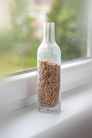 Téléchargez les photos : Cerise fosses dans une bouteille en verre sur le rebord de la fenêtre. Photo de haute qualité - en image libre de droit