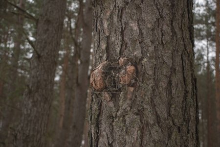Burl medio sobre pino escocés. Foto de alta calidad