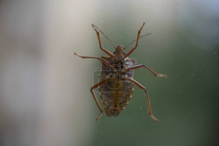 Foto de El escarabajo es fotografiado desde abajo en el cristal. Algunos lugares están borrosos. Foto de alta calidad - Imagen libre de derechos