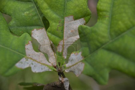 Photo for Three decaying oak leaves close up. High quality photo - Royalty Free Image