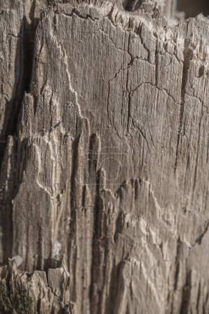 texture de très vieux bois lavé à la mer avec des zones floues. Photo de haute qualité