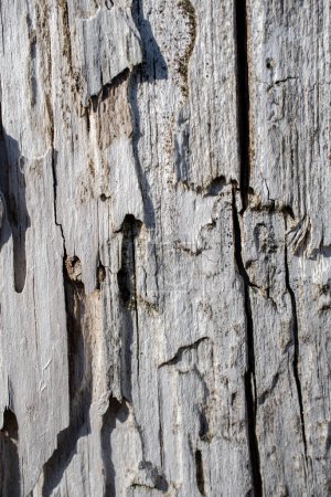 Textur aus sehr altem meergewaschenem Holz mit unscharfen Stellen. Hochwertiges Foto
