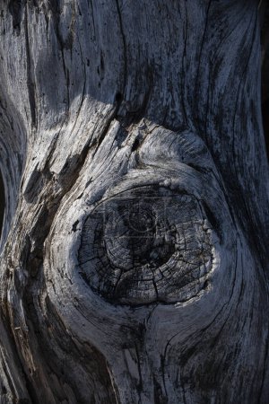 Textur aus sehr altem meergewaschenem Holz mit unscharfen Stellen. Hochwertiges Foto