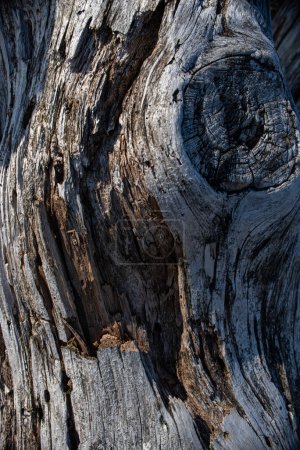 texture of very old sea washed wood. High quality photo