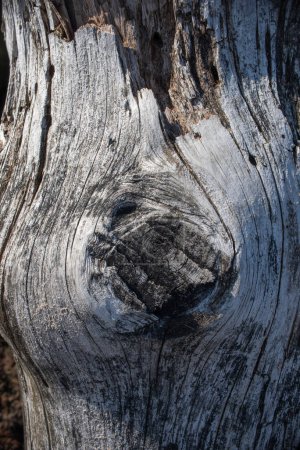 Textur aus sehr altem meergewaschenem Holz. Hochwertiges Foto