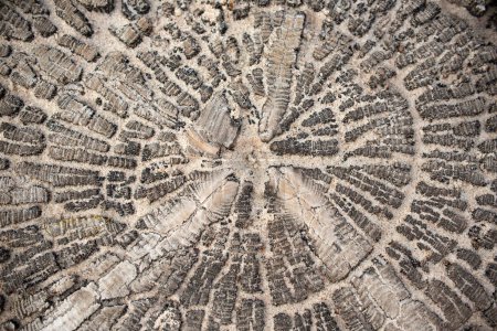 sehr alte meergewaschene Holzstruktur mit einem Spinnennetzmuster aus Sand. Hochwertiges Foto