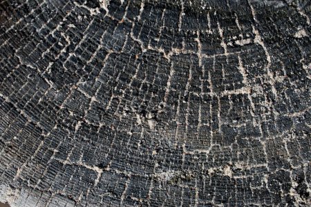 texture de très vieux bois lavé en mer. Photo de haute qualité