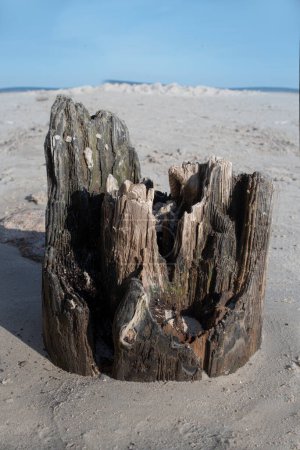 Sea sanded stump on the beach. High quality photo