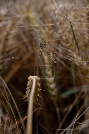 close-up of crawling spider wasps in a rye field. High quality photo
