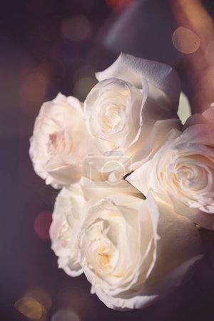 A bouquet white big roses buds. High quality photo