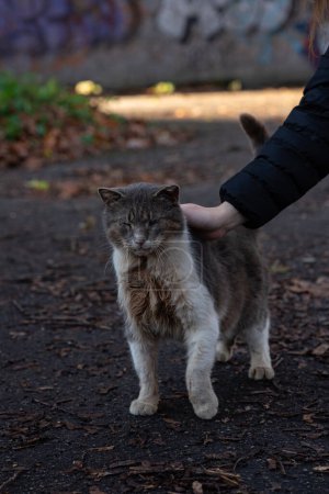 eine wilde alte Katze, die von einer Hand gestreichelt wird. Hochwertiges Foto