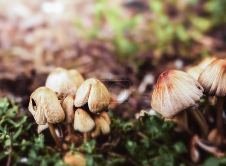 Téléchargez les photos : Gros plan sur les champignons dans la forêt - en image libre de droit