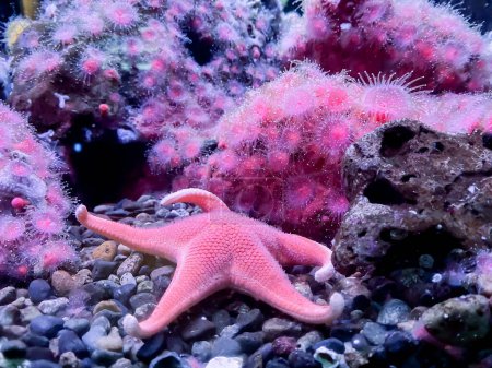 Étoile de mer rouge Fromia milleperella sur les rochers Aquarium marin.