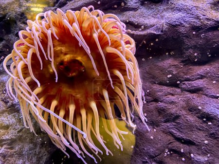 Anemone with open tentacles. Marine aquarium