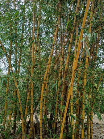 Golden bamboo, or scientific name Bambusa Vulgaris in the wild.