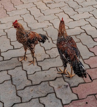 Téléchargez les photos : Deux coqs sauvages oiseaux debout dehors sur le trottoir rue - en image libre de droit