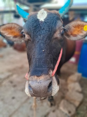 Closeup to brown cow. Focus on the nose.