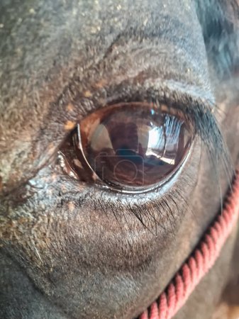 Close up of brown cow eye.