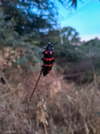 Un brillante escarabajo ampollas venenosas negro y rojo, Mylabris pustulata, familia Meloidae (los escarabajos ampollas) sentado en palo.