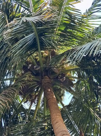 Bajo la palmera de coco, palmeras, Cocos nucifera, cocoteros sobre fondo blanco. Los cocos maduros y maduros pueden utilizarse como semillas comestibles o procesarse para obtener aceite y leche vegetal de la carne..